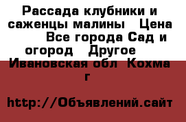 Рассада клубники и саженцы малины › Цена ­ 10 - Все города Сад и огород » Другое   . Ивановская обл.,Кохма г.